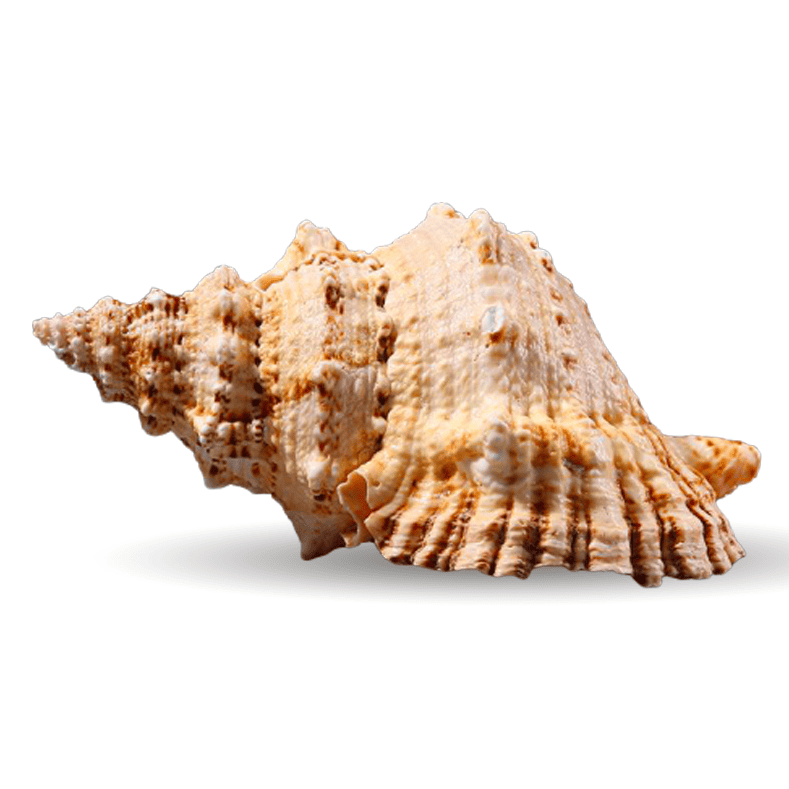 Conchiglie Decorative Grosso Bursa Bubo