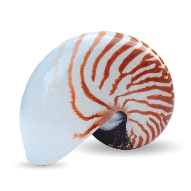 Conchiglie Decorative Nautilus