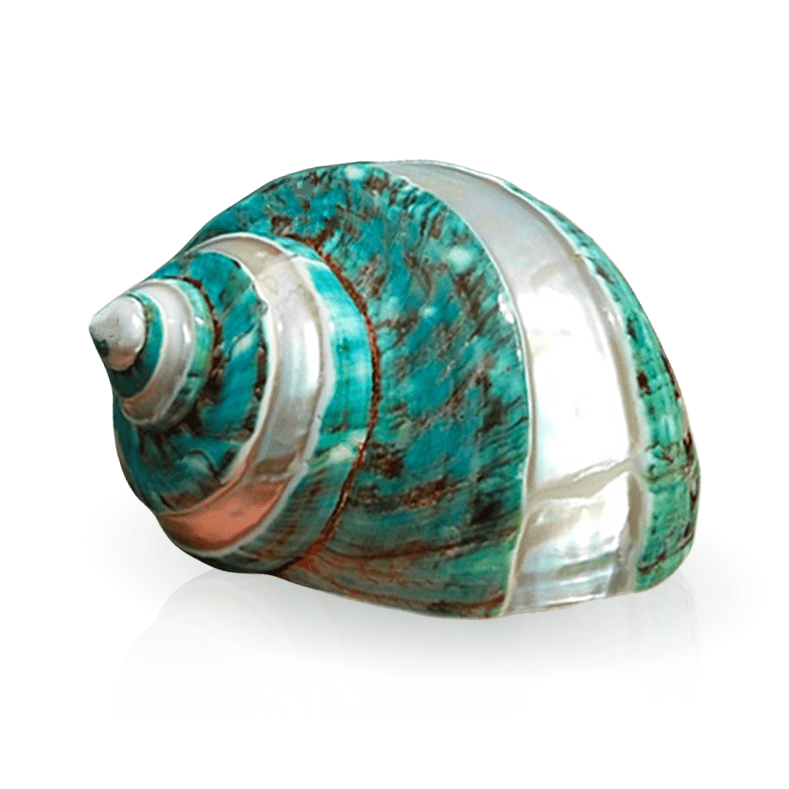 Conchiglie Decorative Grosso Turbo Lucidato