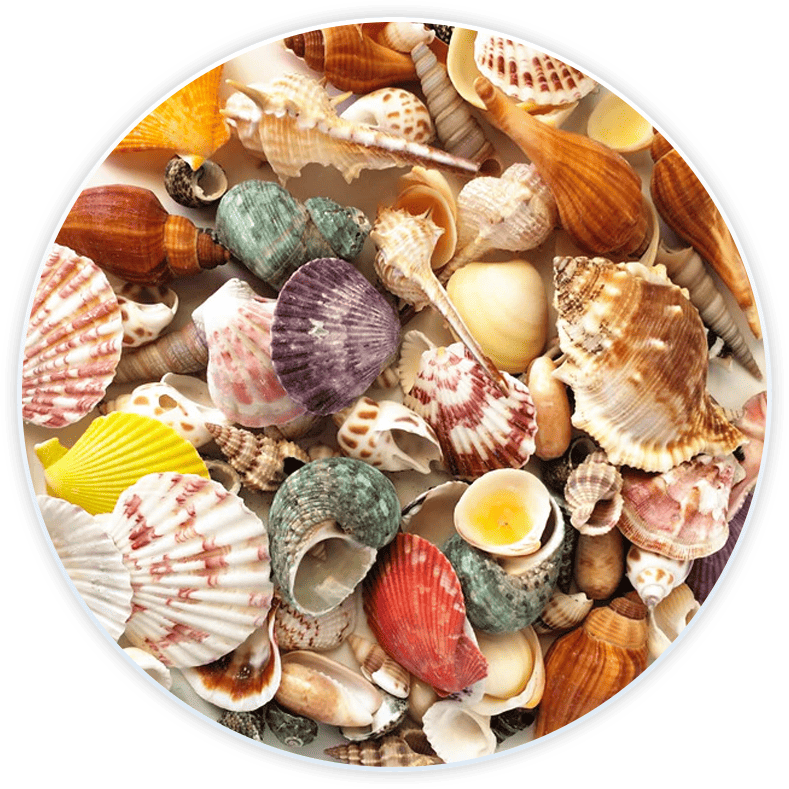 Set Conchiglie Di Mare Per Decorazione E Fai Da Te (120 Pezzi)