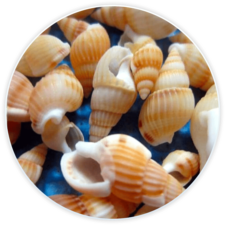 Set Conchiglie Di Mare Nasse Marroni Per Decorazione E Fai Da Te (100 Pezzi)