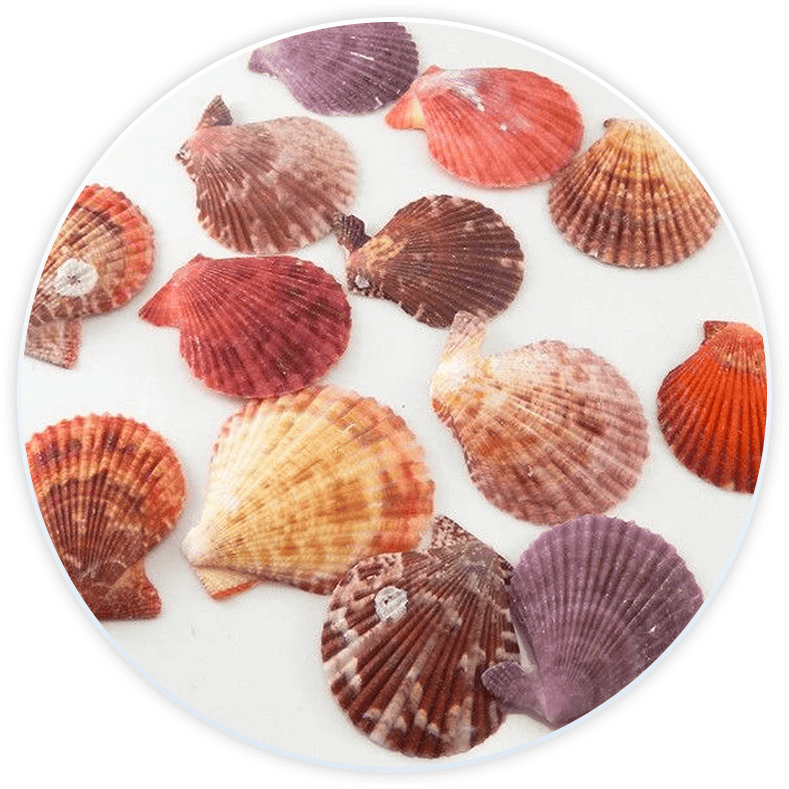 Set Conchiglie Di Mare Pectini Decorativi E Fai Da Te (20 Pezzi)