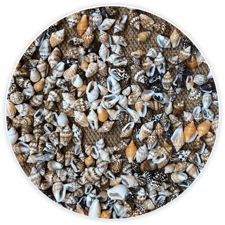 Set Conchiglie Di Mare Piccole Nasse Per Decorazione E Fai Da Te (50 Pezzi)