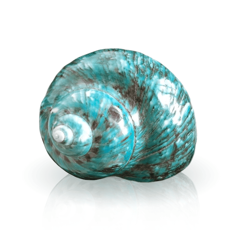 Conchiglie Decorative Grande Turbo Verde