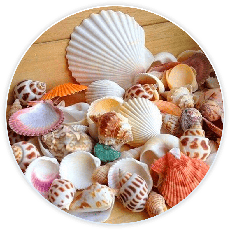 Set Conchiglie Di Mare Per Decorazione E Fai Da Te (100G)