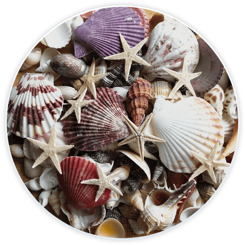 Set Conchiglie Di Mare Per Decorazione E Fai Da Te (100 Pezzi)