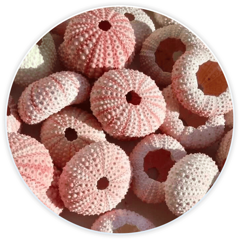 Set Conchiglie Di Mare Gusci Di Ricci Di Mare Per Decorazione E Fai Da Te (6 Pezzi)