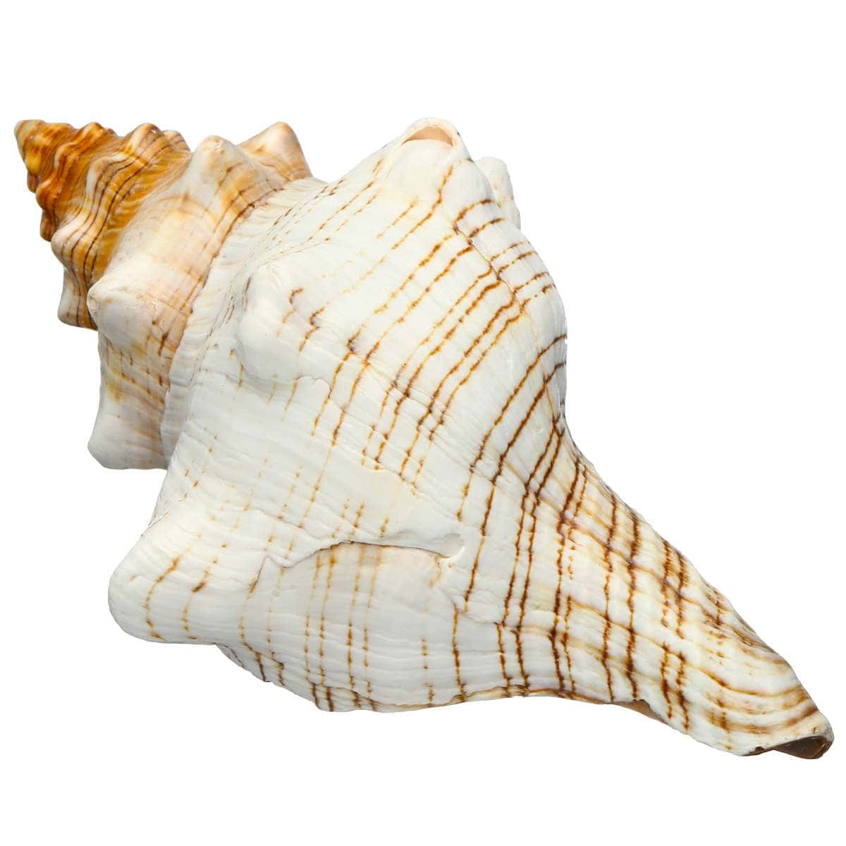 Conchiglie Decorative Cavallo Trappola