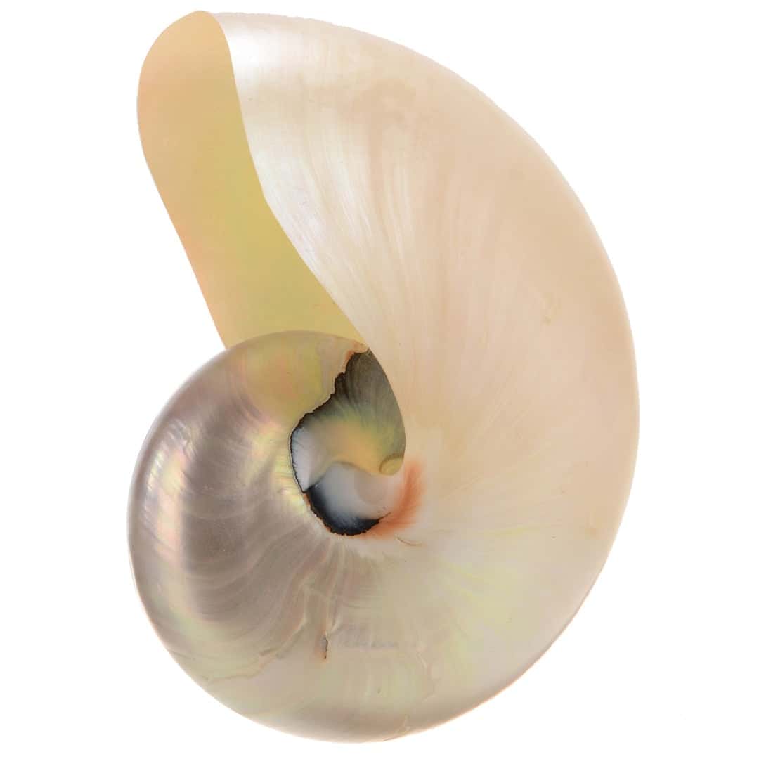 Conchiglie Decorative Grande Nautilus Bianco Lucidato