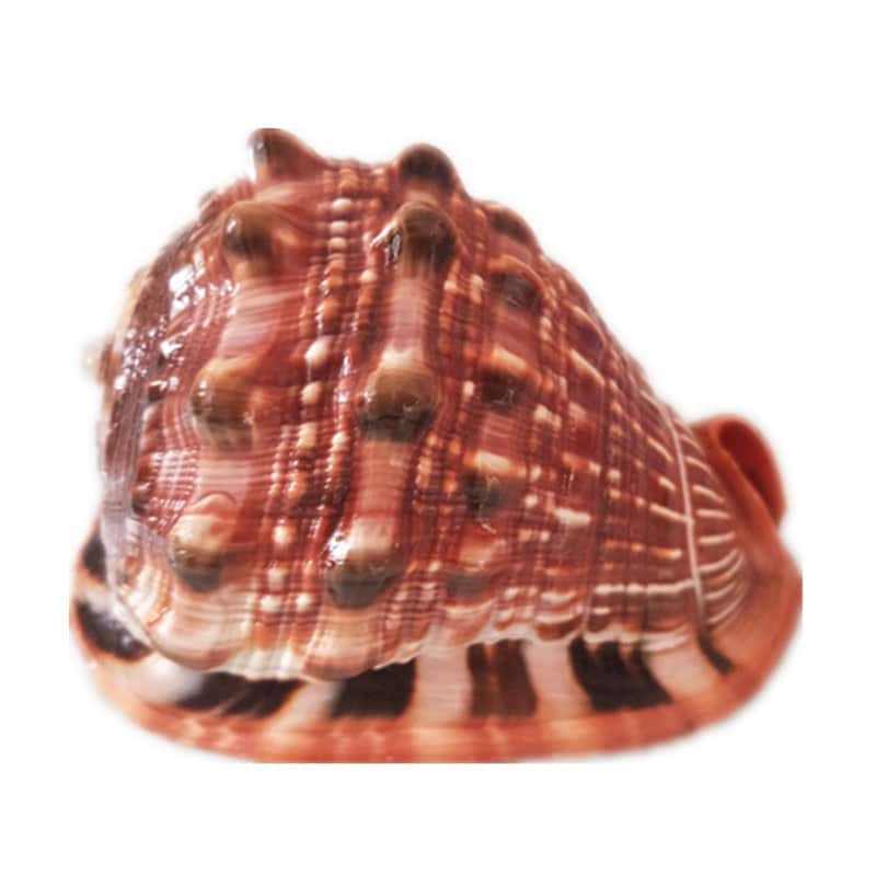 Conchiglie Decorative Casco Di Mare